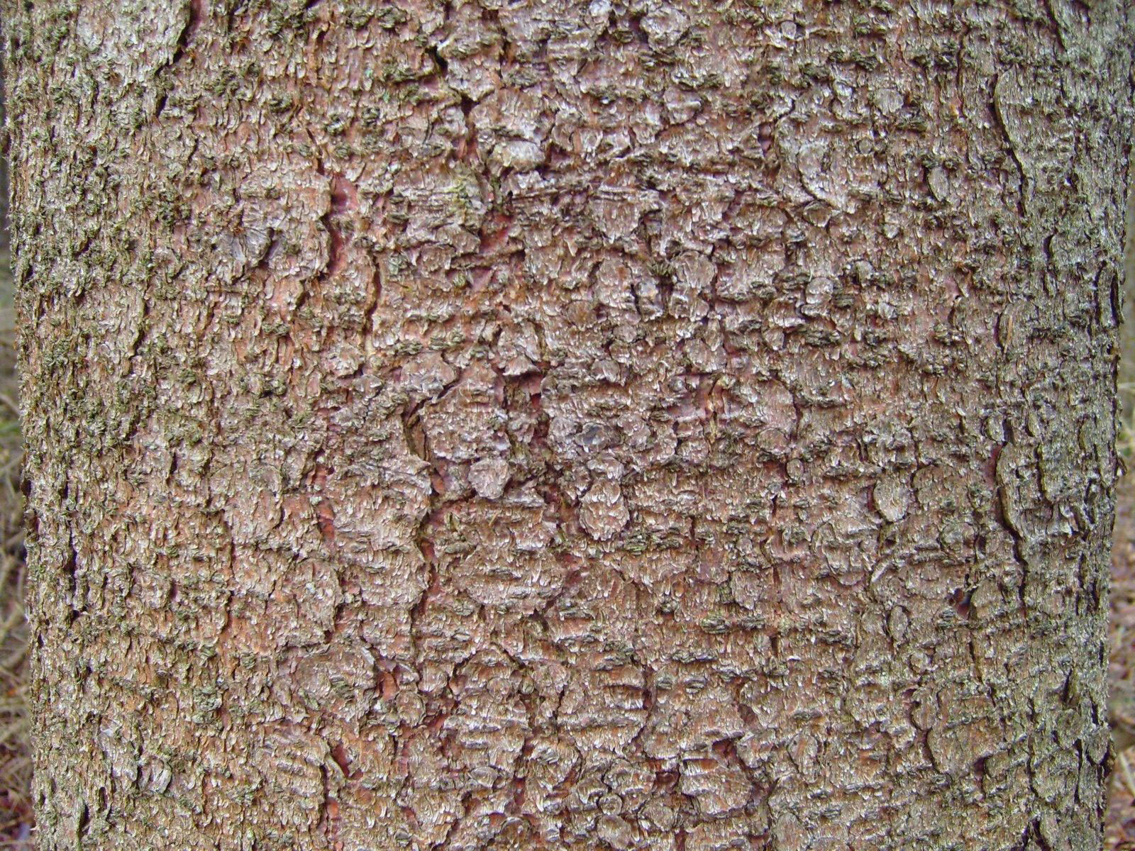Pine_tree_bark_texture
